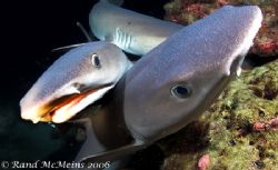 Shark kiss. These Whitetips feed in large groups at Cocos... by Rand Mcmeins 